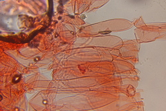 Entoloma bloxamii