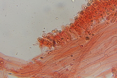 Entoloma bloxamii
