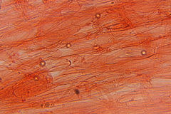 Entoloma bloxamii