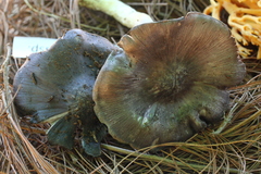 Entoloma bloxamii