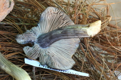 Entoloma bloxamii