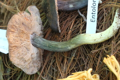 Entoloma bloxamii