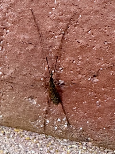 Unknown species found near Carr Lane Ave, St. Louis, MO, US