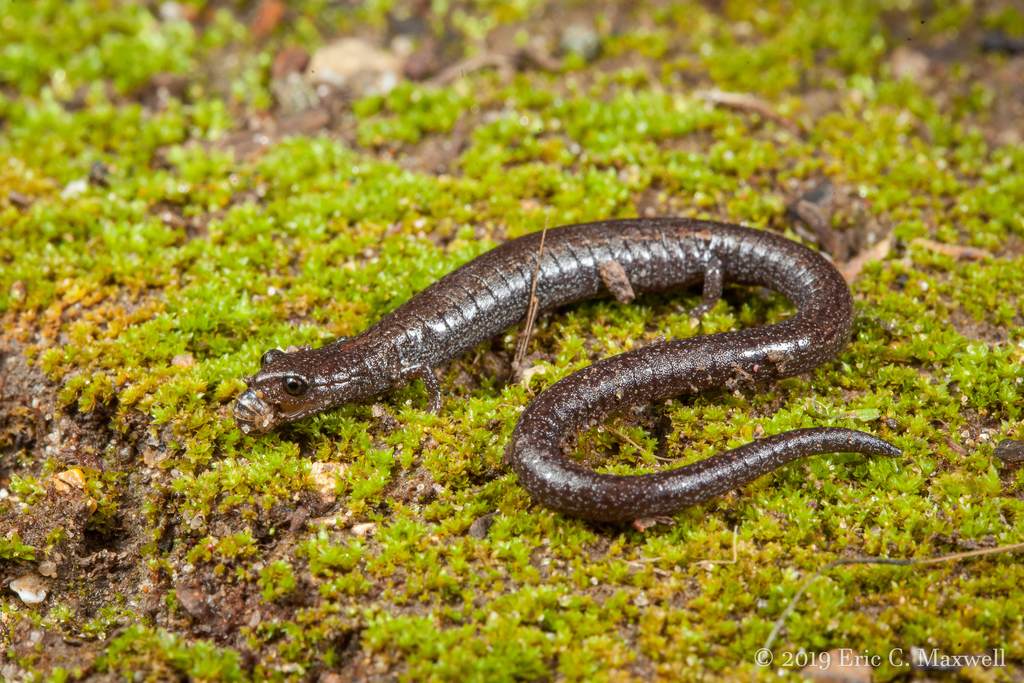 Gabilan Mountains Slender Salamander