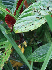 Columnea strigosa
