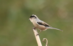 Aegithalos glaucogularis