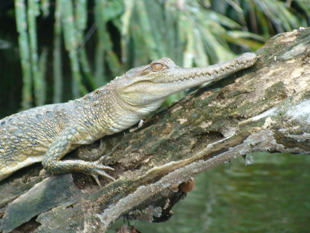 Central African Slender-Snouted Crocodile