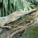 Slender-snouted Crocodiles - Photo (c) beatrizpadilla, some rights reserved (CC BY-NC)