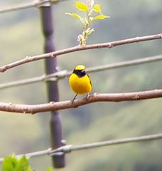 Euphonia luteicapilla