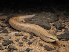 Senegal Sand Skink photo 1
