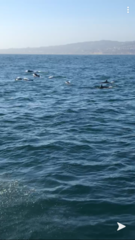 Delphinus