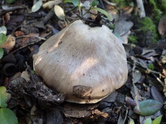 Cortinarius rigens