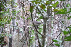 Newtonia brunneicauda