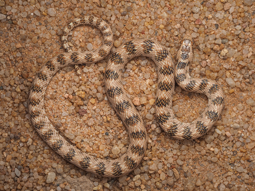 Awl-headed Snake (Lytorhynchus diadema) - Snakes and Lizards