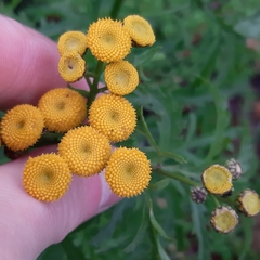 Tanacetum vulgare