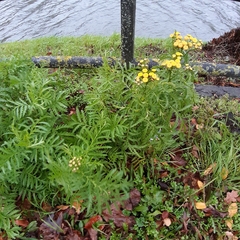 Tanacetum vulgare