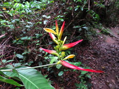 Heliconia hirsuta