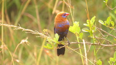 Granatina ianthinogaster