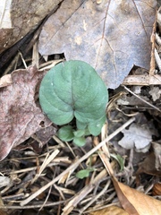 Cardamine douglassii