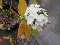 Cercospora hydrangeae