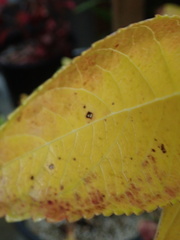 Cercospora hydrangeae