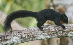 Callosciurus prevostii pluto