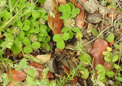 Trifolium striatum