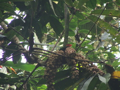 Chlorornis riefferii