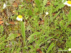 Trifolium glomeratum