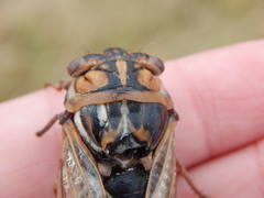Megatibicen tremulus
