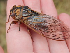 Megatibicen tremulus