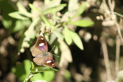 Diaethria bacchis