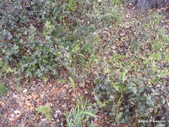 Dactylis glomerata hispanica