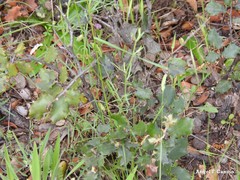 Dactylis glomerata hispanica