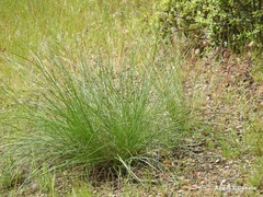 Celtica gigantea
