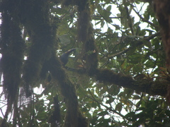 Andigena laminirostris