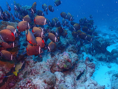 Red-tailed Butterflyfish — seen at this dive site