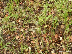 Teesdalia coronopifolia