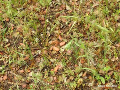 Teesdalia coronopifolia