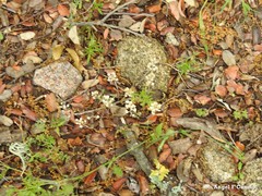 Teesdalia coronopifolia