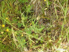 Trifolium angustifolium