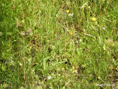 Petrorhagia nanteuilii