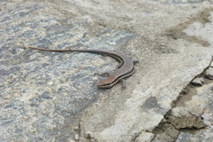 Trachylepis gravenhorstii