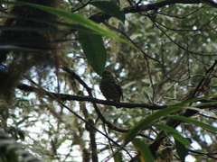 Ampelioides tschudii