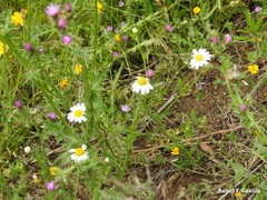 Cladanthus mixtus