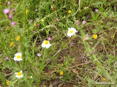 Cladanthus mixtus
