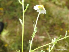Cladanthus mixtus