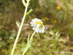Cladanthus mixtus