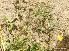 Vicia lutea