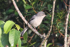 Chirinda Apalis photo 2